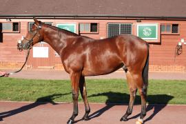 Lot  192 T B12331 Tattersalls