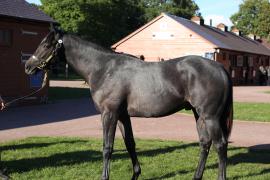 Lot  198 T B12479 Tattersalls