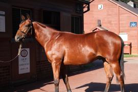 Lot  215 T B11776 Tattersalls