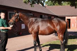 Lot  229 T B11845 Tattersalls