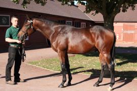 Lot  229 T B11971 Tattersalls