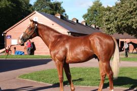 Lot  231 T B12386 Tattersalls