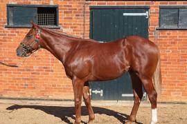 Lot  244 T B11615 Tattersalls