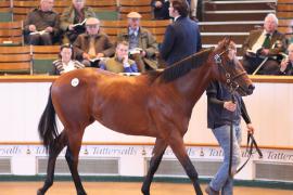 Lot  272 T B1 1153 Tattersalls