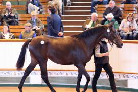 Lot  279 T B1 1181 Tattersalls