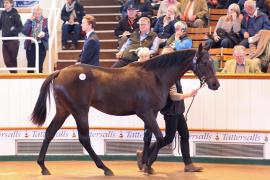 Lot  279 T B1 1196 Tattersalls