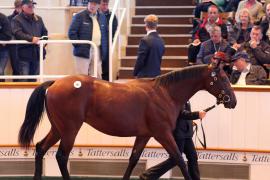 Lot  291 T B1 1319 Tattersalls