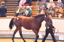 Lot  291 T B1 1325 Tattersalls