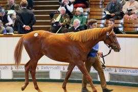 Lot  295 T B1 1435 Tattersalls