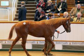 Lot  295 T B1 1452 Tattersalls