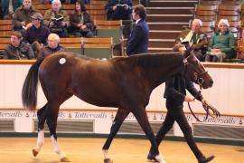 Lot  319 T B1 1736 Tattersalls