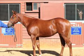 Lot  356 T B10923 Tattersalls