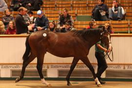 Lot  362 T B1 2283 Tattersalls