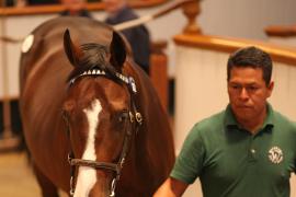 Lot  362 T B1 2298 Tattersalls