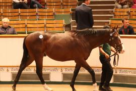 Lot  362 T B1 2337 Tattersalls