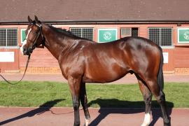 Lot  362 T B12165 Tattersalls