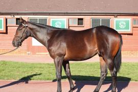 Lot  363 T B12146 Tattersalls