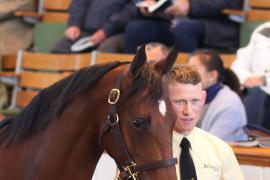 Lot  422 T B1 1114 Tattersalls