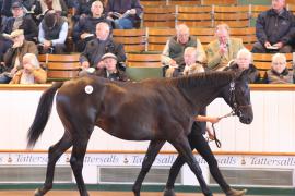 Lot  427 T B1 1154 Tattersalls