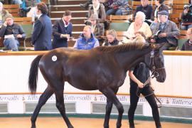 Lot  427 T B1 1181 Tattersalls