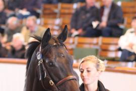 Lot  427 T B1 1212 Tattersalls