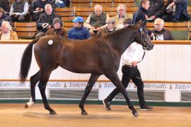 Lot  431 T B1 1296 Tattersalls