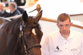 Lot  431 T B1 1328 Tattersalls