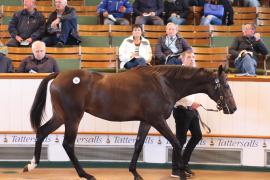 Lot  431 T B1 1344 Tattersalls