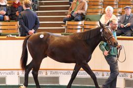 Lot  438 T B1 1372 Tattersalls