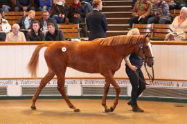 Lot  441 T B1 1468 Tattersalls