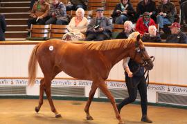 Lot  441 T B1 1473 Tattersalls