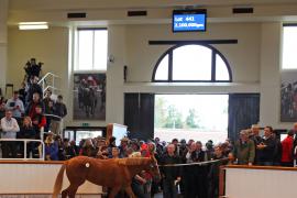 Lot  441 T B1 1565 Tattersalls