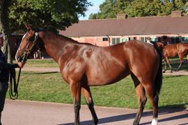 Lot  445 T B12634 Tattersalls