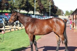 Lot  446 T B11227 Tattersalls