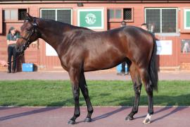 Lot  454 T B11391 Tattersalls