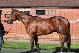 Lot  468 T B11263 Tattersalls