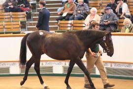 Lot  475 T B1 1653 Tattersalls