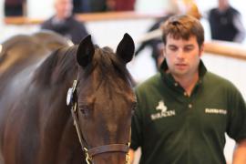 Lot  475 T B1 1657 Tattersalls