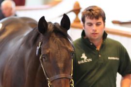 Lot  475 T B1 1692 Tattersalls