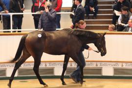 Lot  522 T B1 2186 Tattersalls