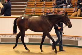 Lot  522 T B1 2196 Tattersalls