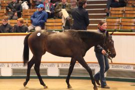 Lot  522 T B1 2212 Tattersalls