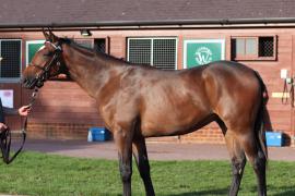 Lot  523 T B11462 Tattersalls