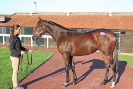 Lot  534 T B12698 Tattersalls