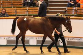 Lot  535 T B1 2326 Tattersalls