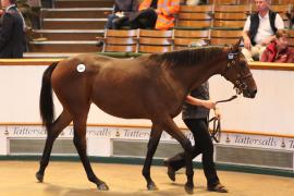 Lot  535 T B1 2387 Tattersalls