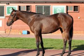 Lot  535 T B11638 Tattersalls