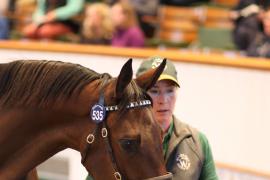 Lot  535 T B1 2446 Tattersalls