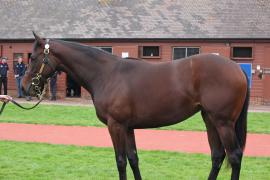 L O T  81 T B K1 1149 Tattersalls