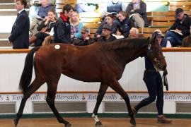 Lot  81 T B K1 3835 Tattersalls